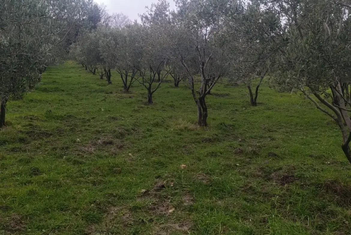 NALDÖKEN MAHALLESİNDE SATITILIK ZEYTİNLİK