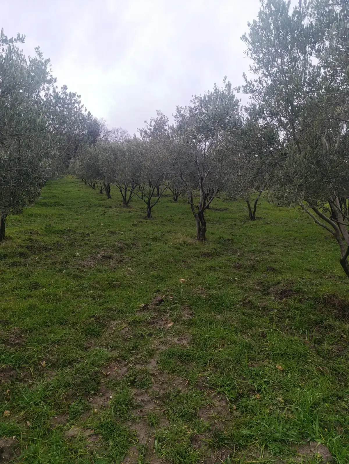 NALDÖKEN MAHALLESİNDE SATITILIK ZEYTİNLİK