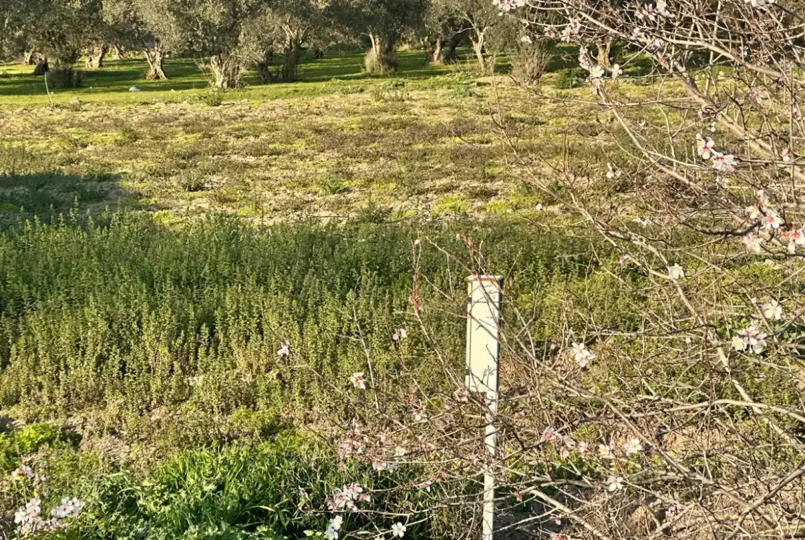 İZMİR BERGAMA GÖÇBEYLİ MAHALLESİNDE SATILIK TARLA