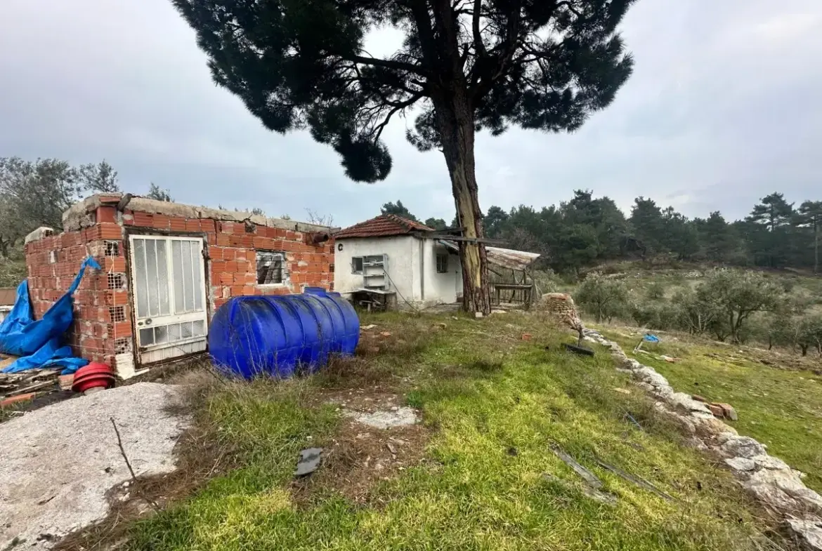 SOMA KUMKÖY'DE SATILIK ZEYTİNLİK