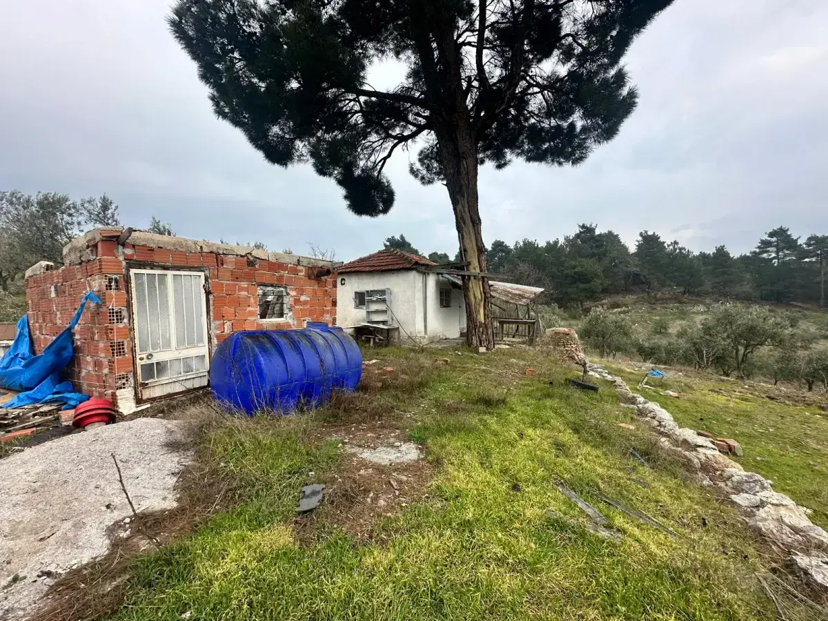 SOMA KUMKÖY'DE SATILIK ZEYTİNLİK