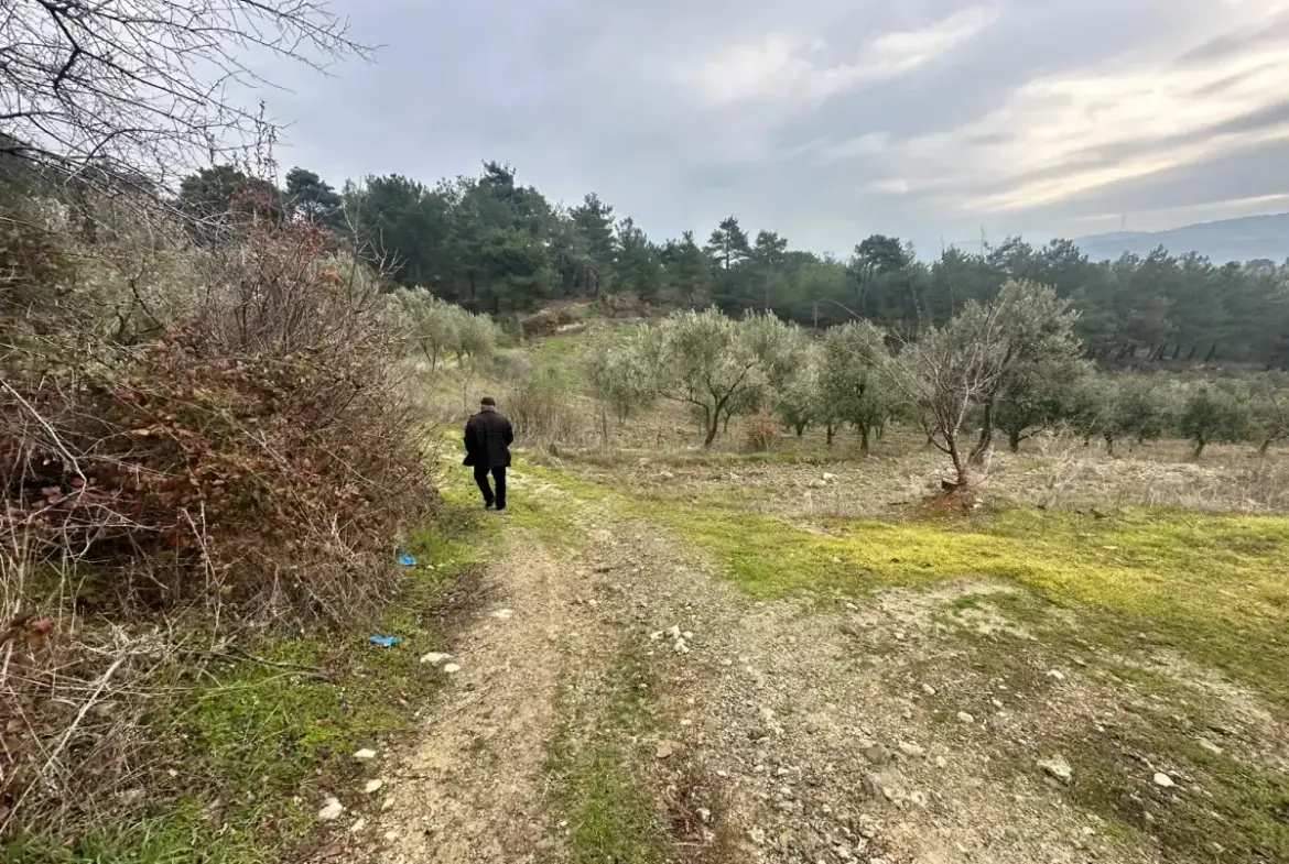 SOMA KUMKÖY'DE SATILIK ZEYTİNLİK
