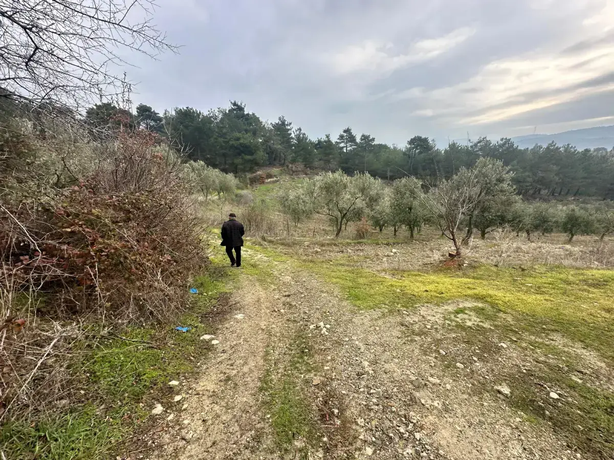 SOMA KUMKÖY'DE SATILIK ZEYTİNLİK