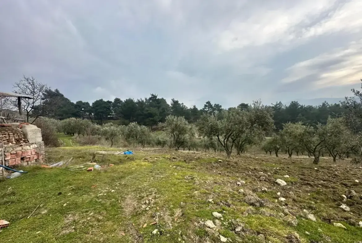 SOMA KUMKÖY'DE SATILIK ZEYTİNLİK
