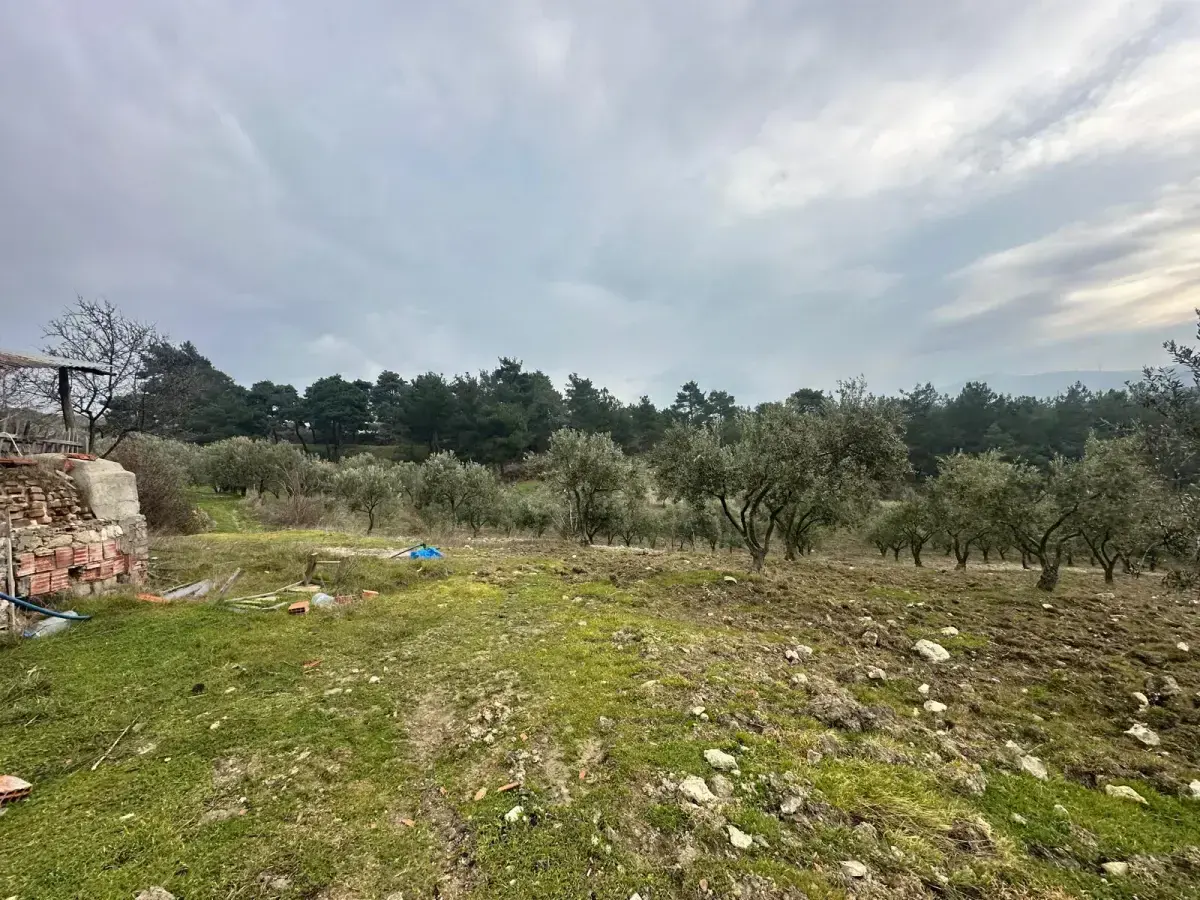 SOMA KUMKÖY'DE SATILIK ZEYTİNLİK