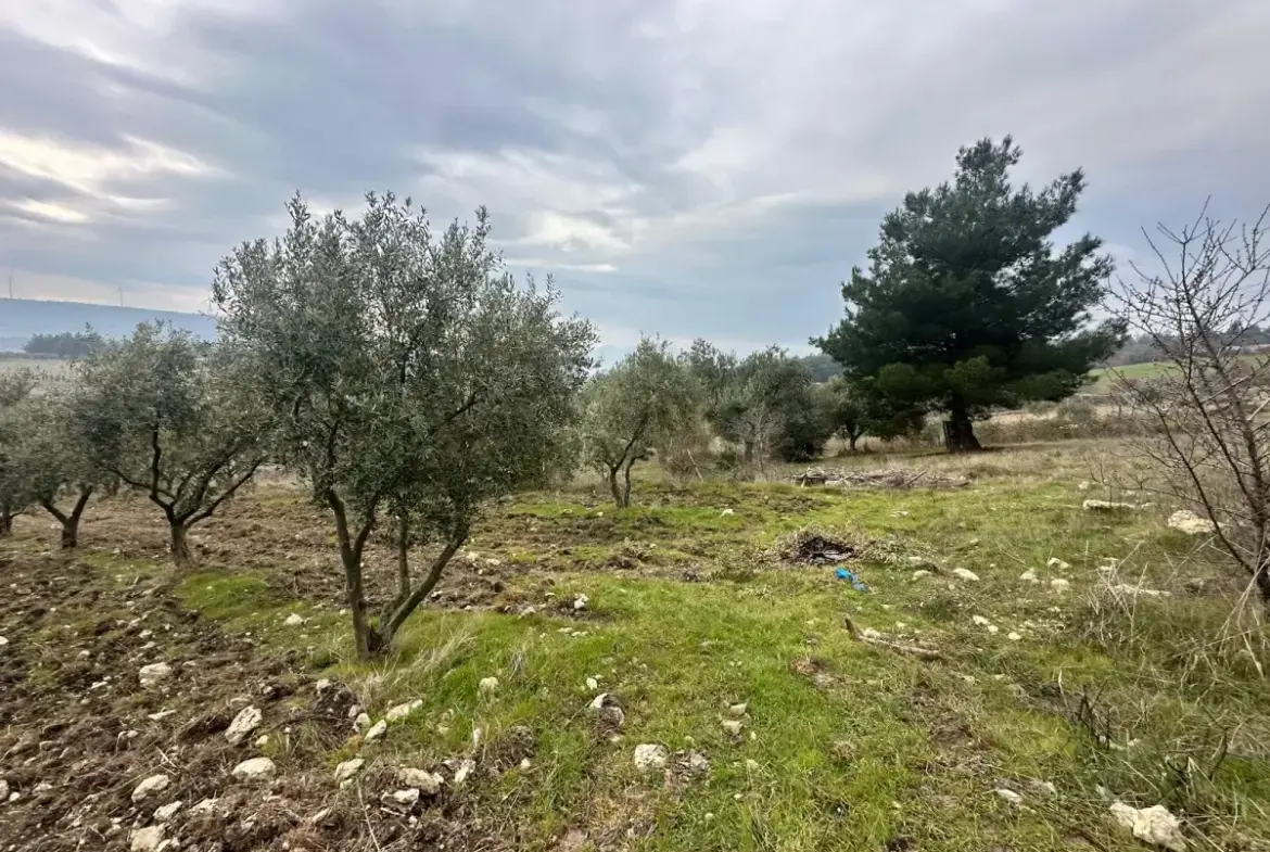 SOMA KUMKÖY'DE SATILIK ZEYTİNLİK
