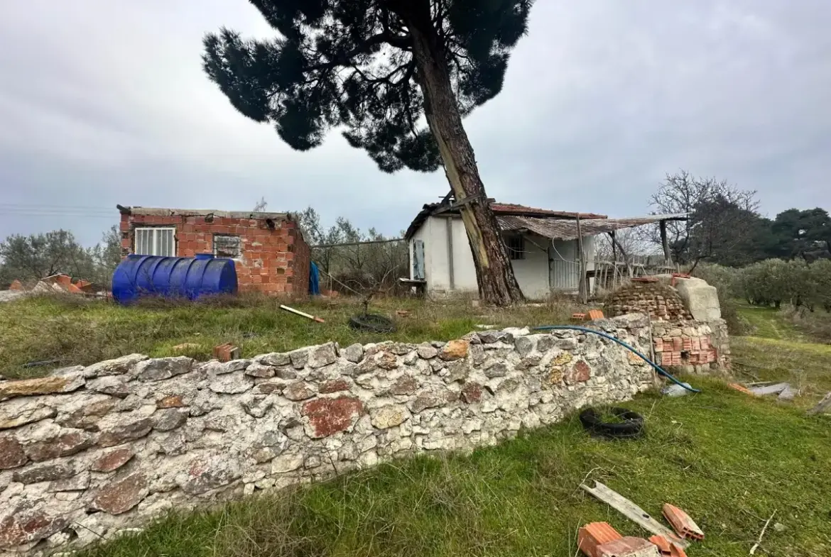 SOMA KUMKÖY'DE SATILIK ZEYTİNLİK