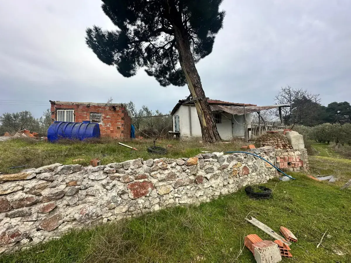 SOMA KUMKÖY'DE SATILIK ZEYTİNLİK