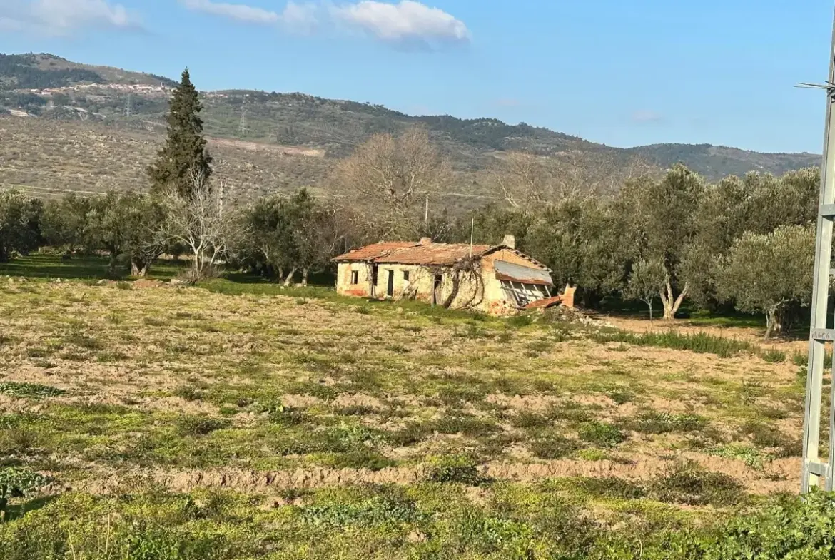 İZMİR BERGAMA GÖÇBEYLİ MAHALLESİNDE SATILIK TARLA