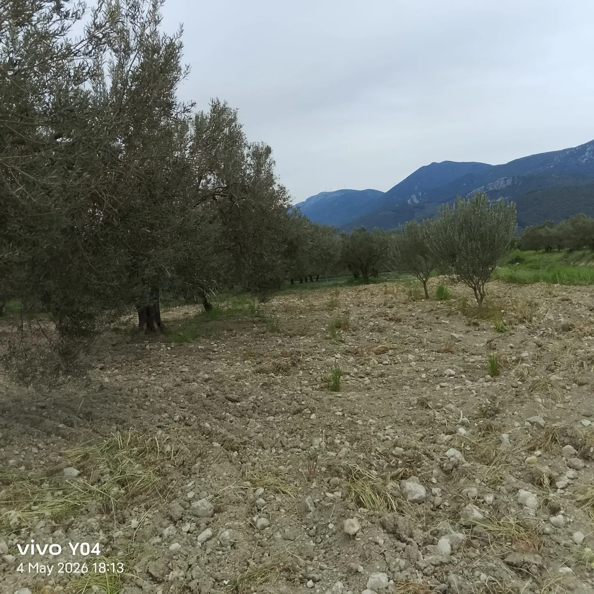 YIRCA MAHALLESİNDE OTOBANIN DİBİNDE SATILIK ZEYTİNLİK