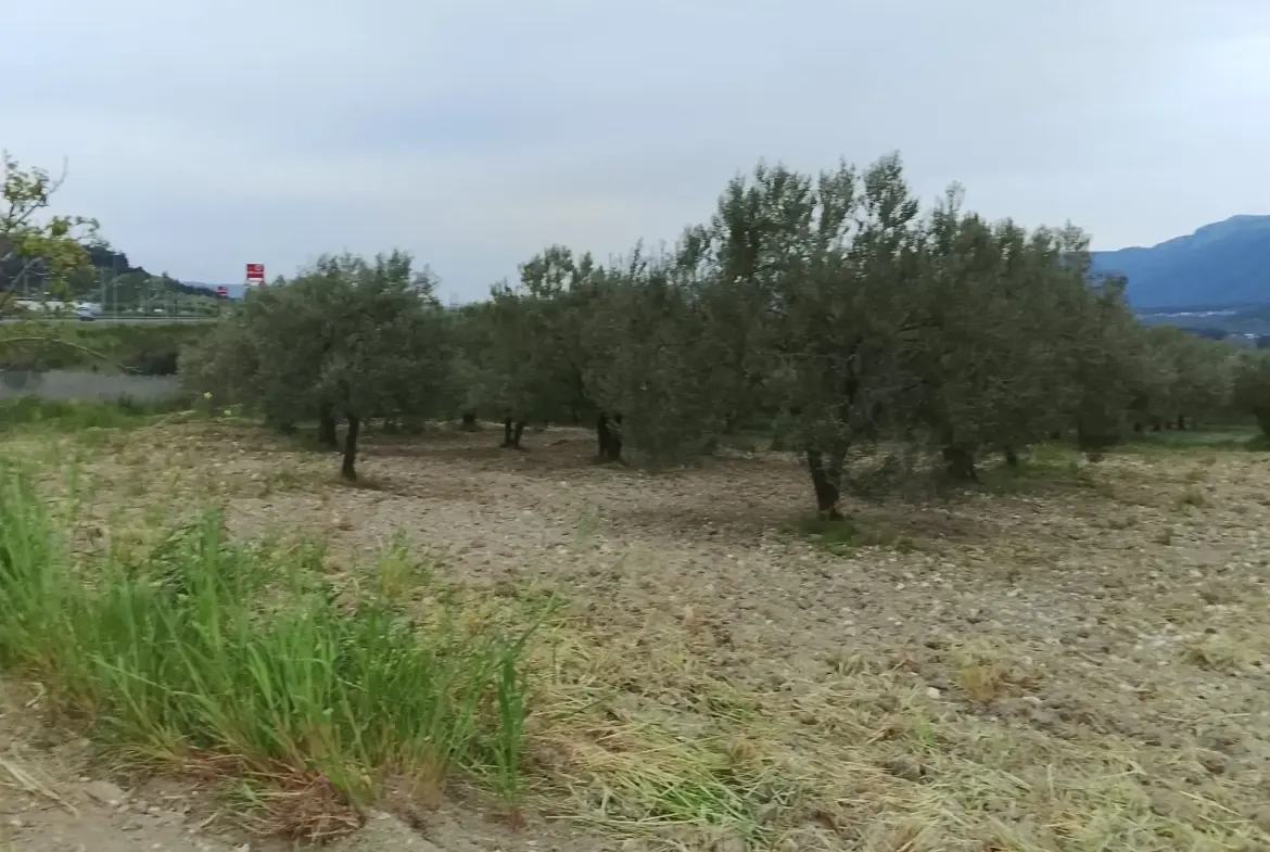 YIRCA MAHALLESİNDE OTOBANIN DİBİNDE SATILIK ZEYTİNLİK