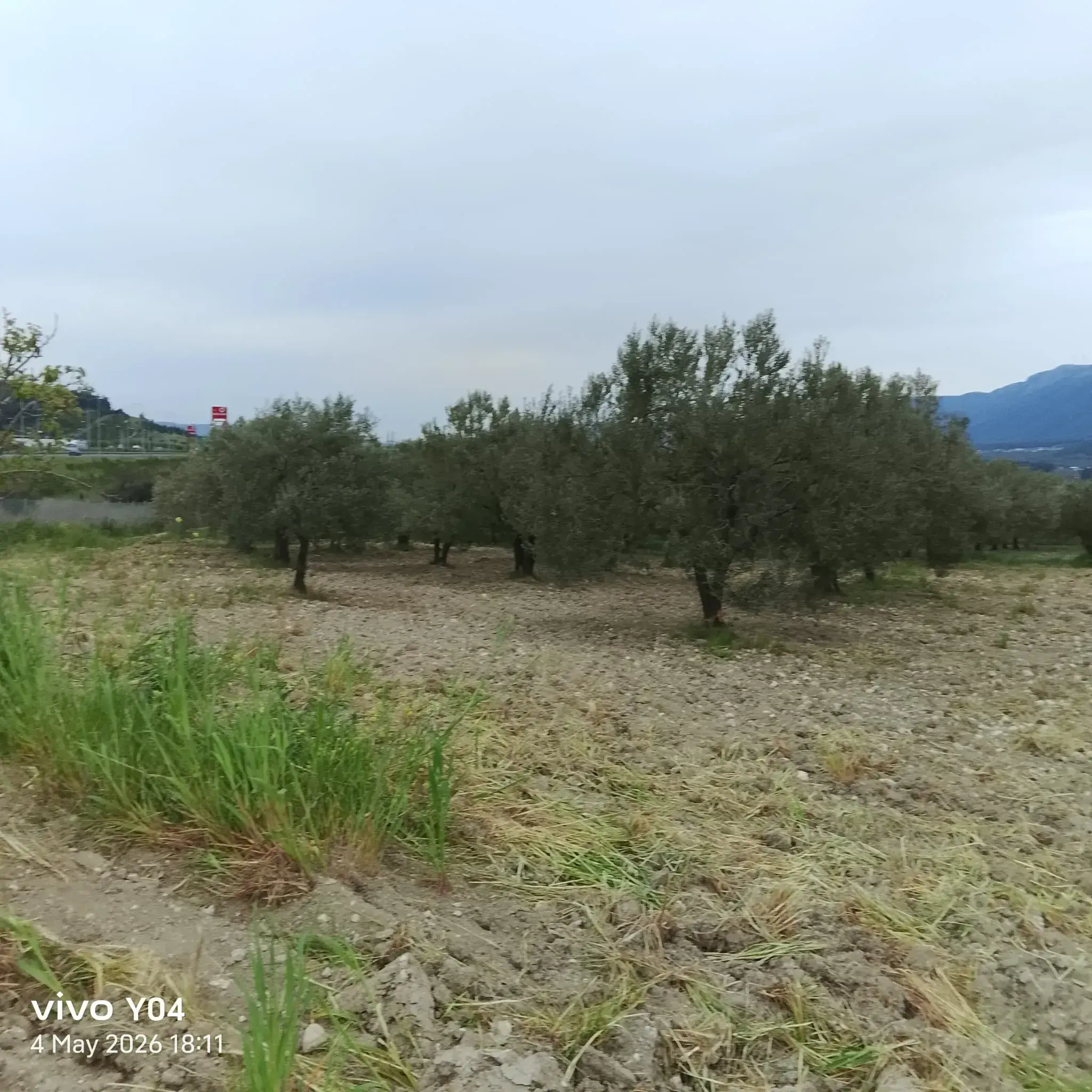 YIRCA MAHALLESİNDE OTOBANIN DİBİNDE SATILIK ZEYTİNLİK