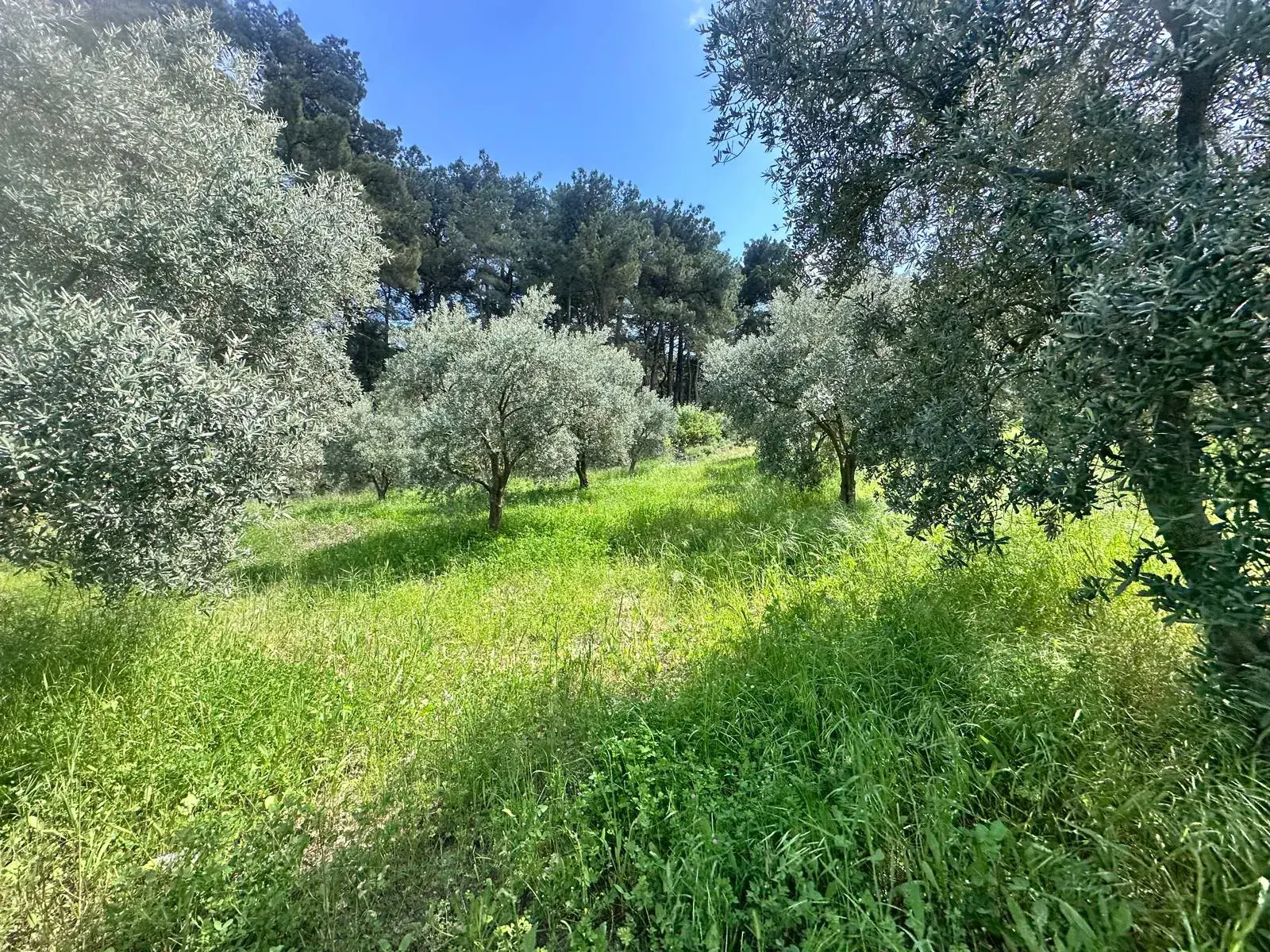 YAĞCILI MAHALLESİNDE SATILIK BAHÇE