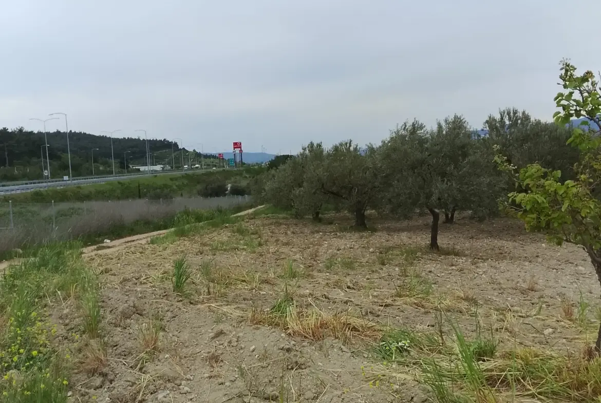 YIRCA MAHALLESİNDE OTOBANIN DİBİNDE SATILIK ZEYTİNLİK