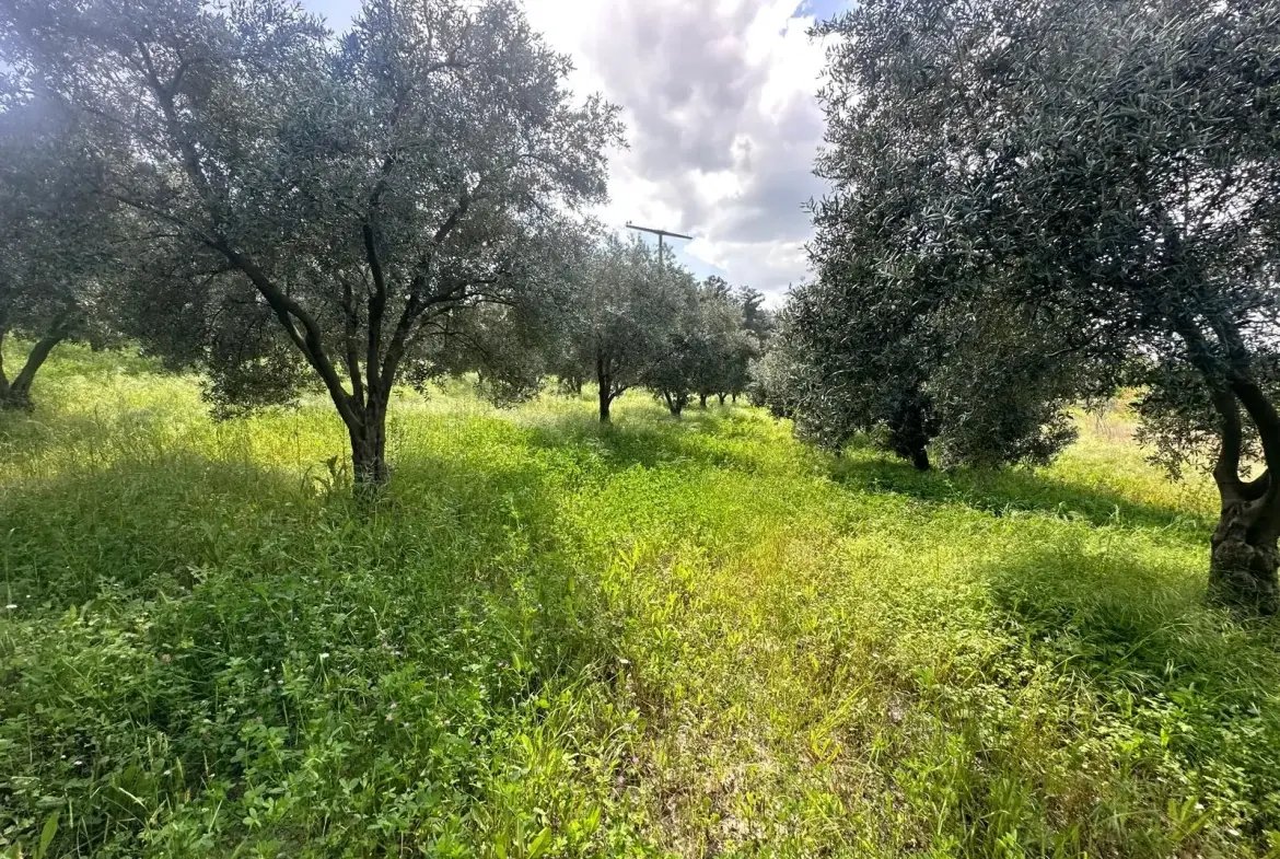 YAĞCILI MAHALLESİNDE SATILIK BAHÇE