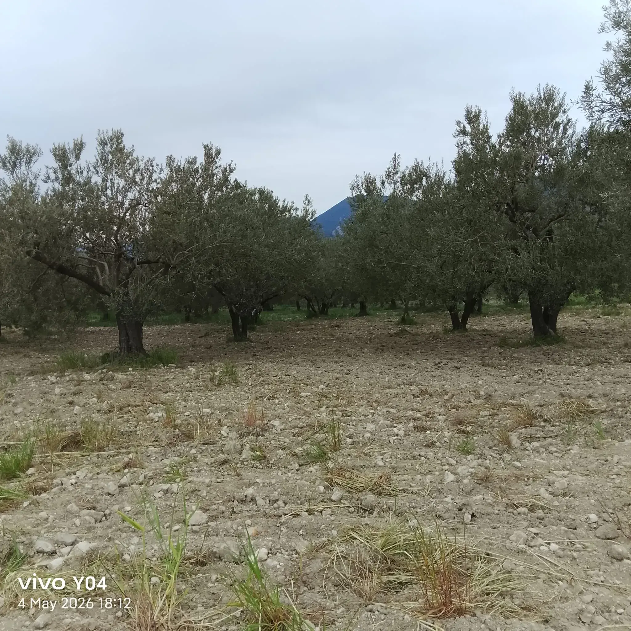 YIRCA MAHALLESİNDE OTOBANIN DİBİNDE SATILIK ZEYTİNLİK