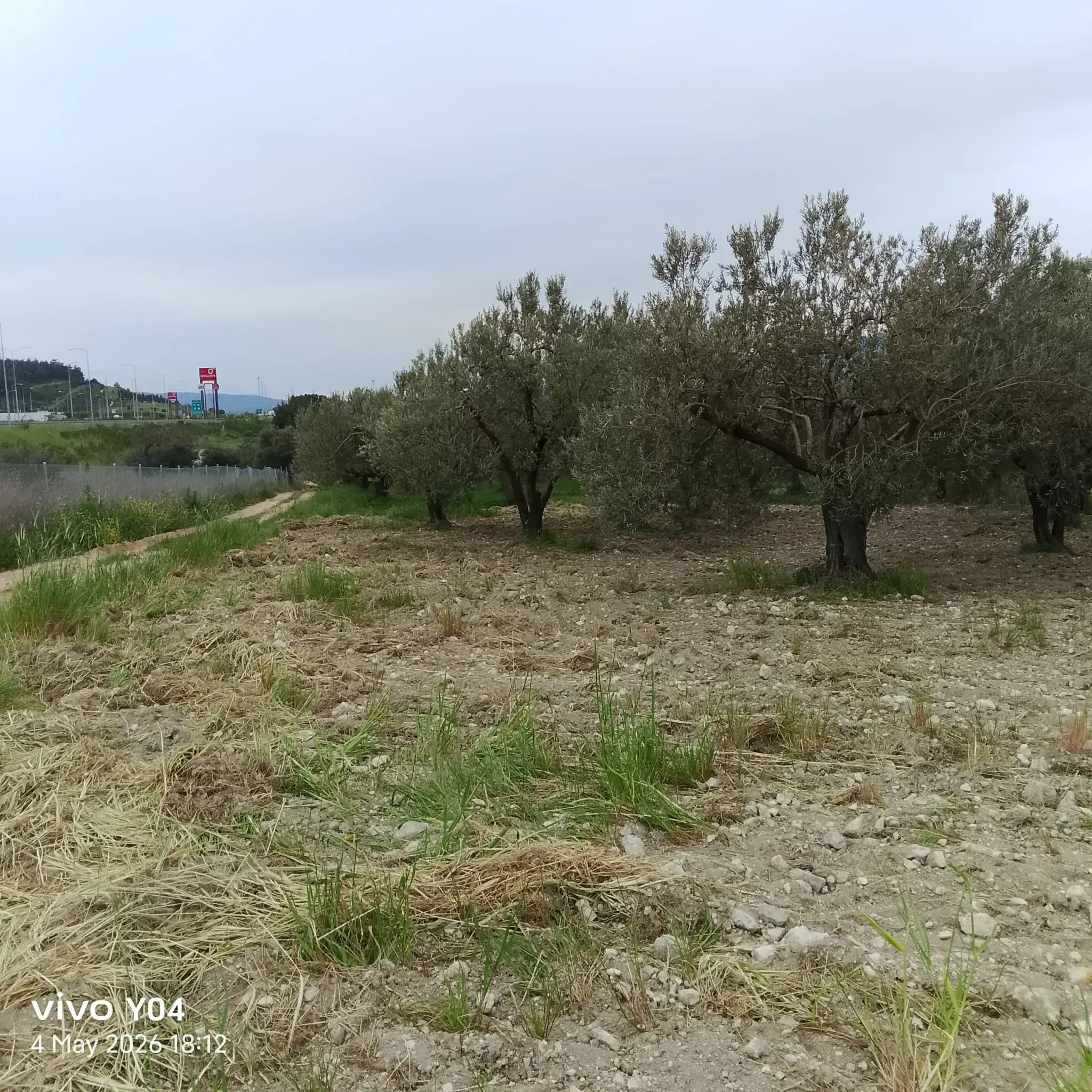 YIRCA MAHALLESİNDE OTOBANIN DİBİNDE SATILIK ZEYTİNLİK