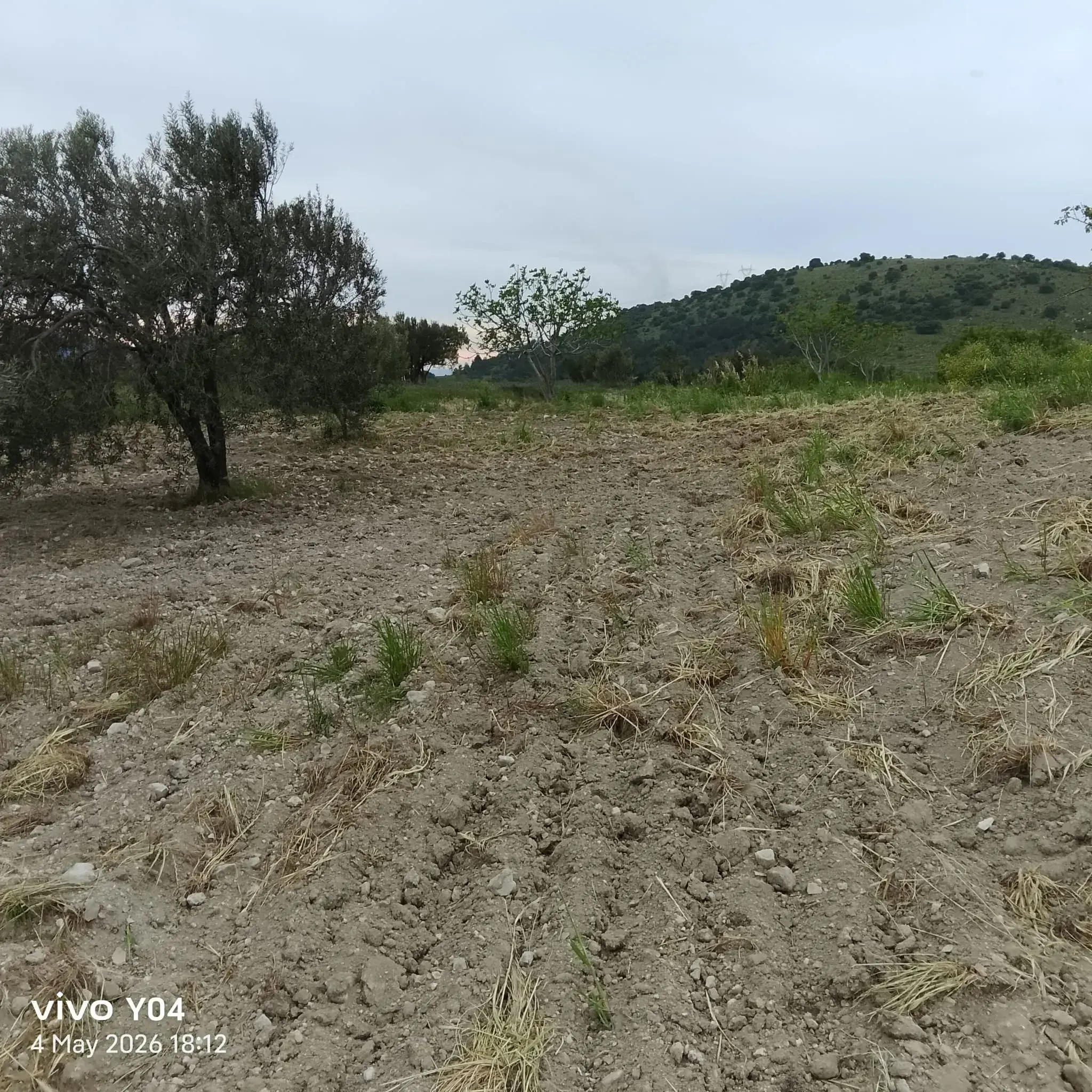 YIRCA MAHALLESİNDE OTOBANIN DİBİNDE SATILIK ZEYTİNLİK