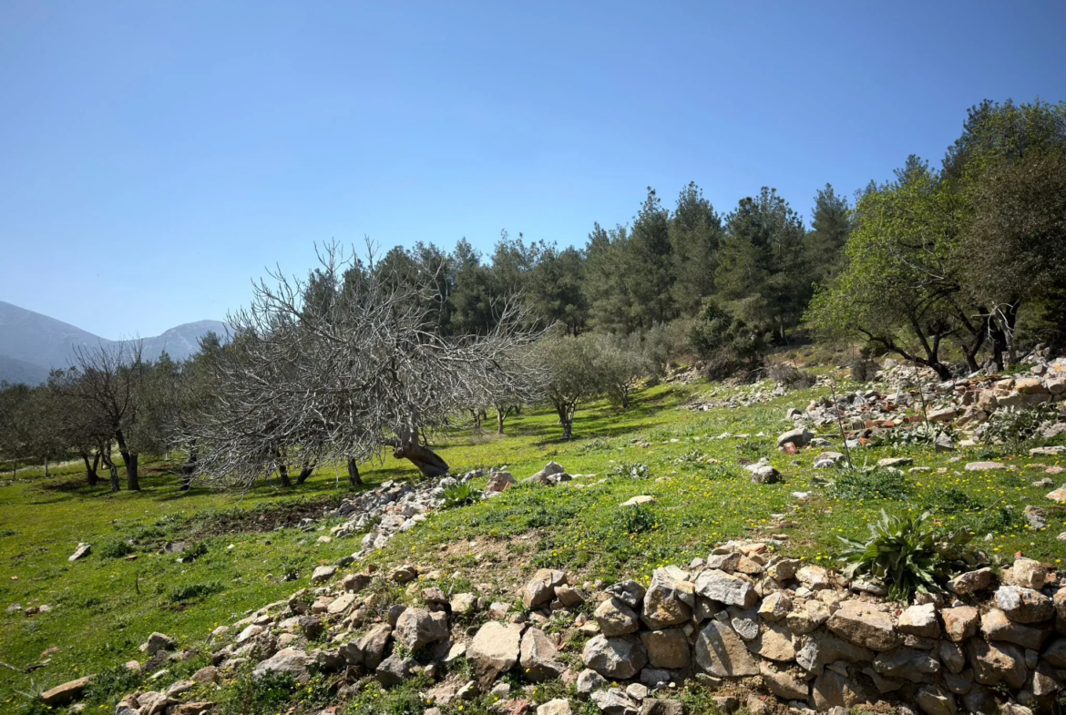 KARAMANLI MAHALLESİNDE SATILIK ZEYTİNLİK