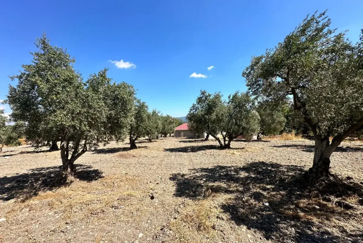 BÜYÜKIŞIKLAR MAHALLESİNDE YOLA SIFIR ZEYTİNLİK
