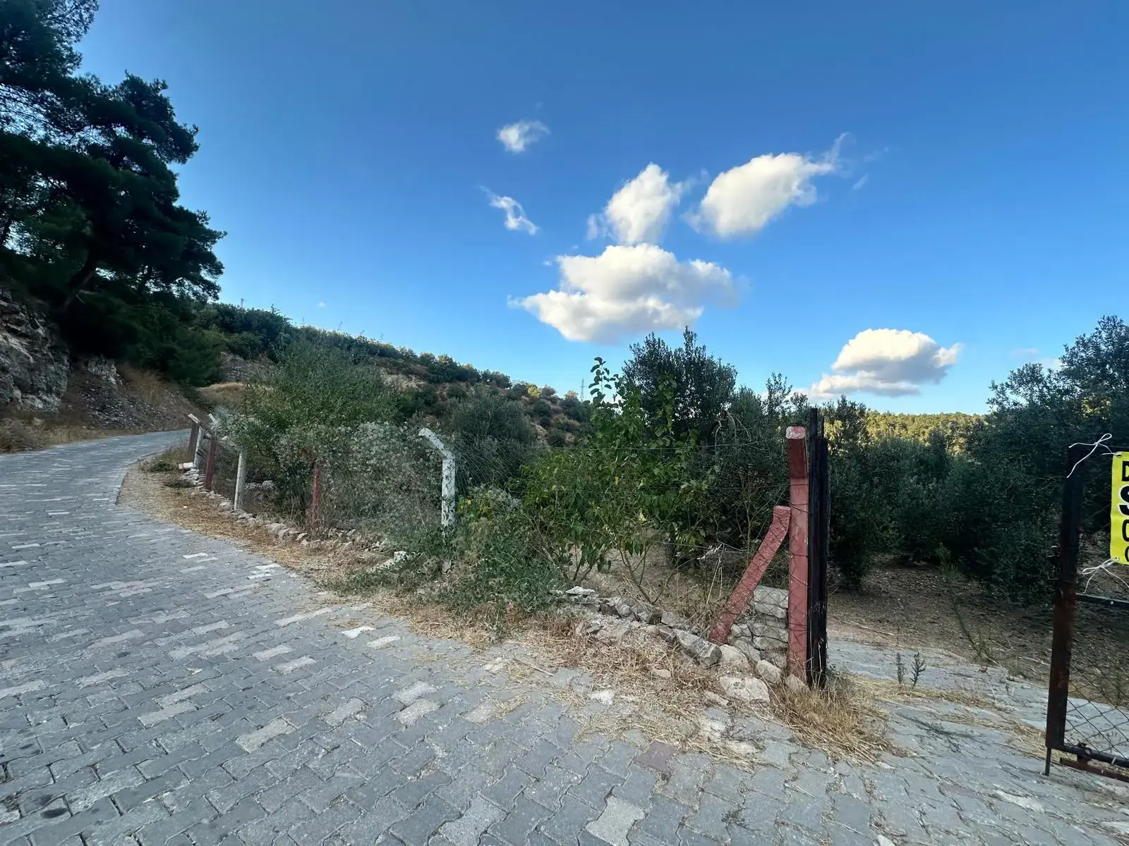 SOMA DARKALE KÖYÜNDE SATILIK ZEYTİNLİK