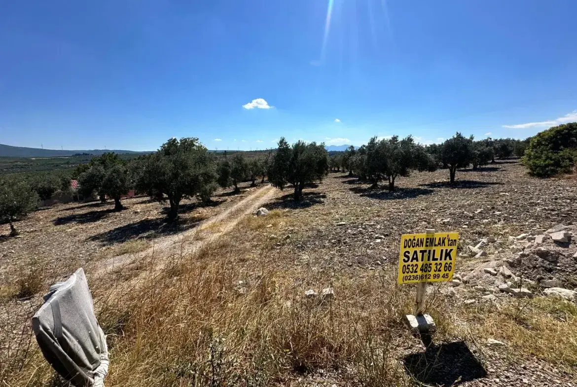 BÜYÜKIŞIKLAR MAHALLESİNDE YOLA SIFIR ZEYTİNLİK