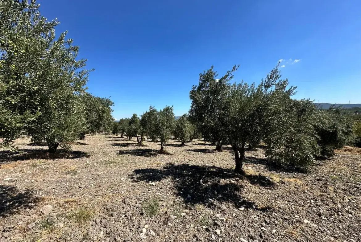 BÜYÜKIŞIKLAR MAHALLESİNDE YOLA SIFIR ZEYTİNLİK
