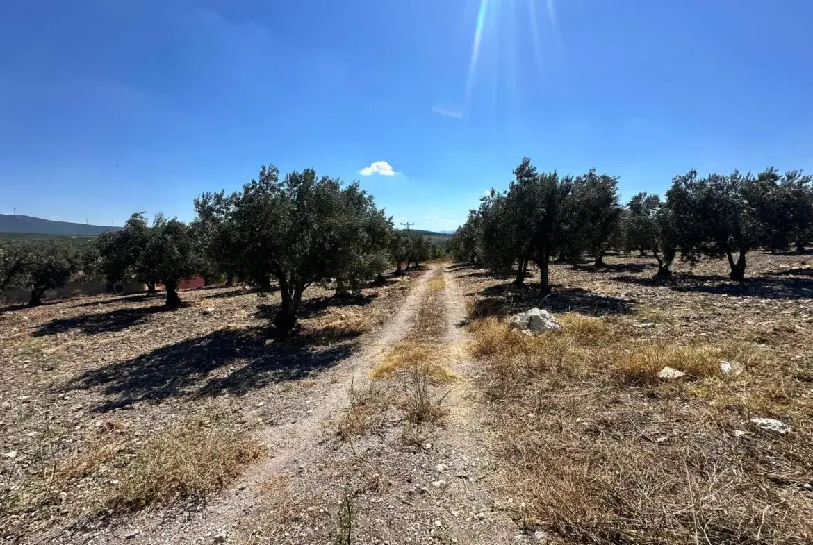 BÜYÜKIŞIKLAR MAHALLESİNDE YOLA SIFIR ZEYTİNLİK