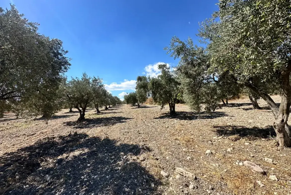 BÜYÜKIŞIKLAR MAHALLESİNDE YOLA SIFIR ZEYTİNLİK