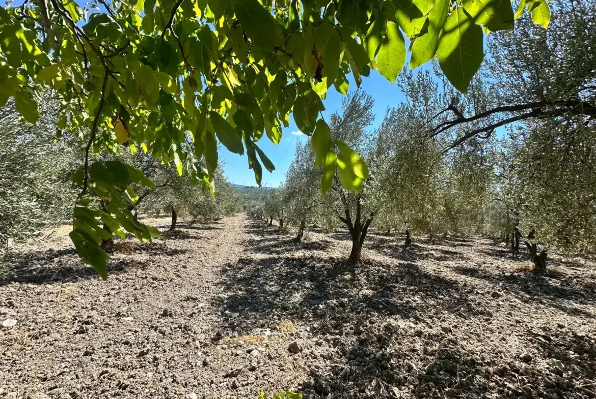 BÜYÜKIŞIKLAR MAHALLESİNDE YOLA SIFIR ZEYTİNLİK