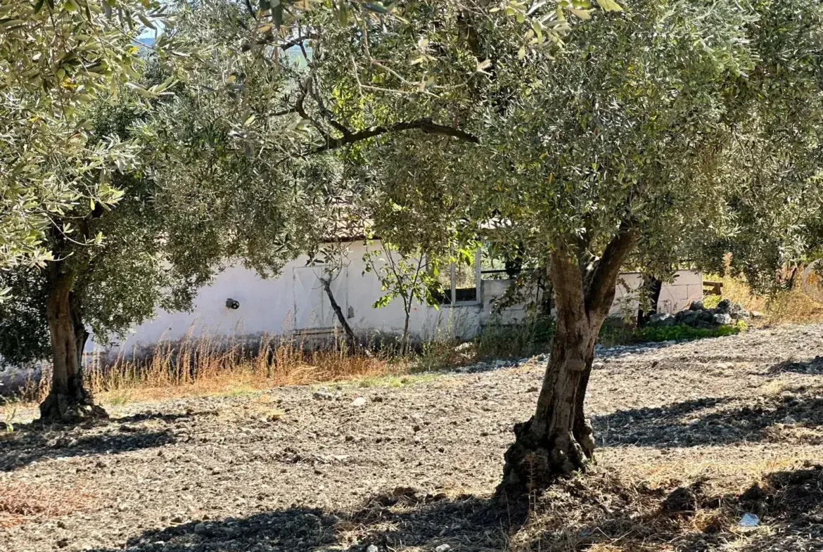 BÜYÜKIŞIKLAR MAHALLESİNDE YOLA SIFIR ZEYTİNLİK