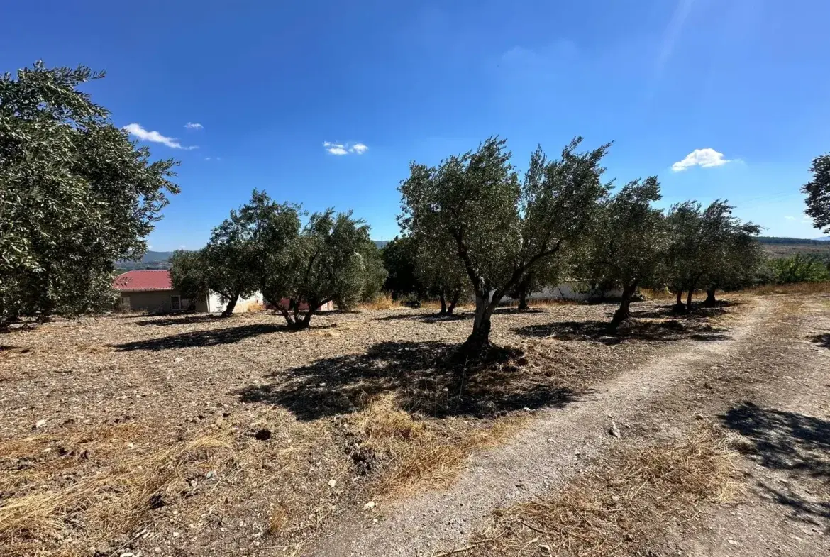 BÜYÜKIŞIKLAR MAHALLESİNDE YOLA SIFIR ZEYTİNLİK