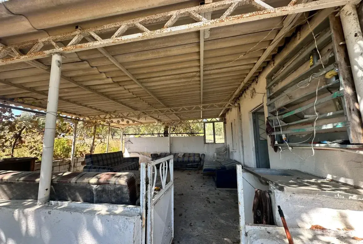 BÜYÜKIŞIKLAR MAHALLESİNDE YOLA SIFIR ZEYTİNLİK