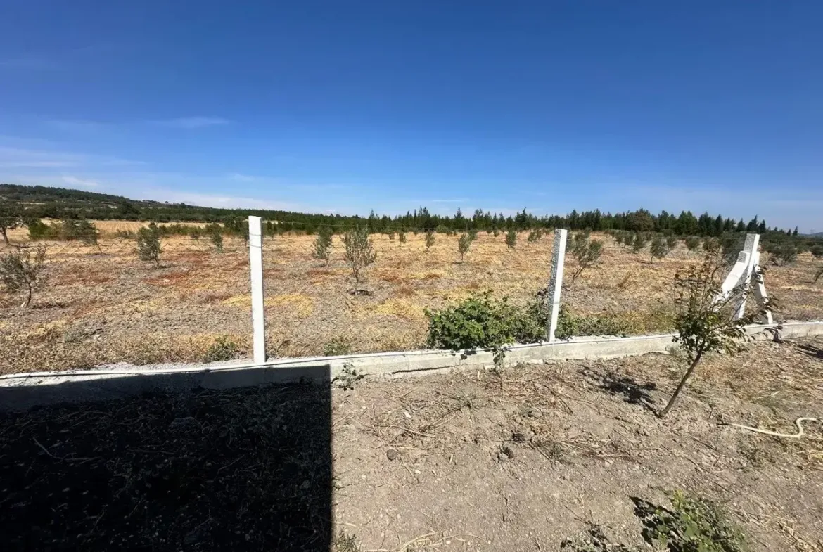 SOMA DUALAR'DA 12.350 M² SATILIK TARLA VE EV