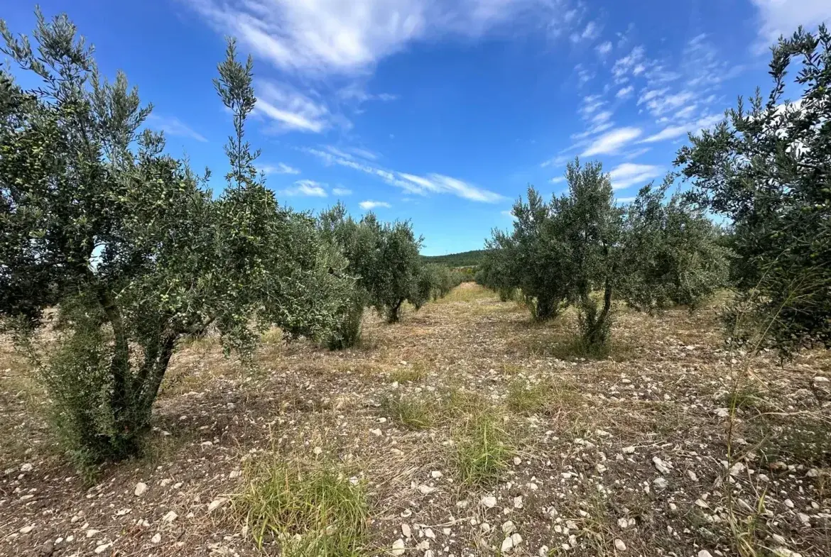 ÇAVDIR AKSU PİKNİK ALANI ÜST TARAFINDA SATILIK ZEYTİNLİK