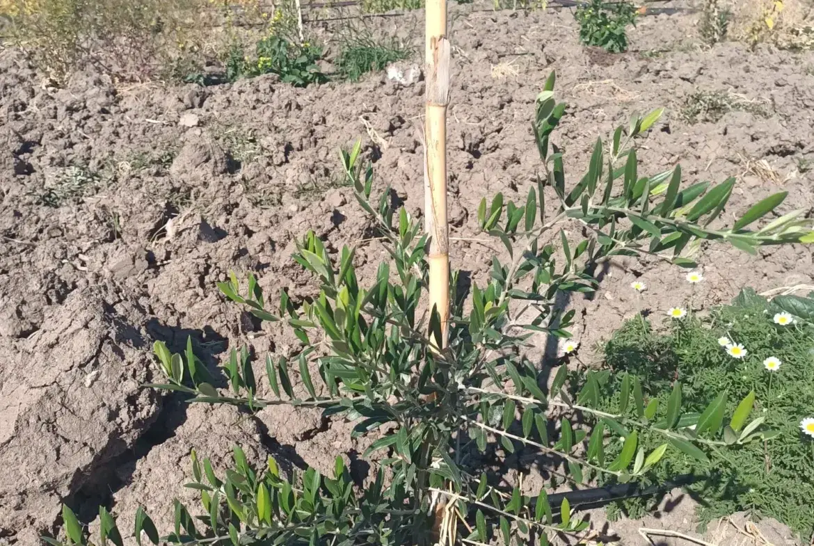GÖKTAŞ KÖYÜNDE SATILIK ZEYTİNLİK