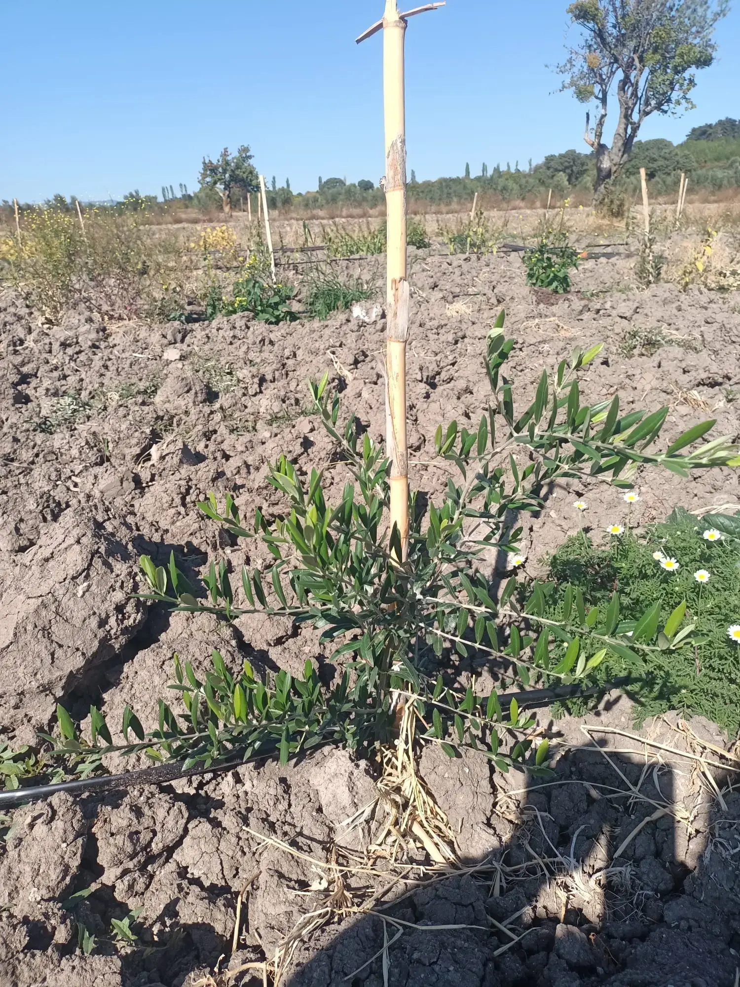 GÖKTAŞ KÖYÜNDE SATILIK ZEYTİNLİK