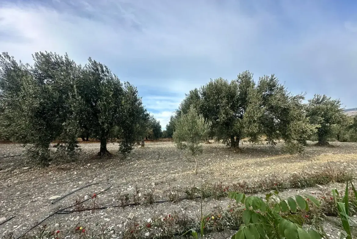 SOMA KÜÇÜKGÜNEY BAŞIAÇIK ÇEŞMESİ ÜST TARAFINDA SATILIK ZEYTİNLİK