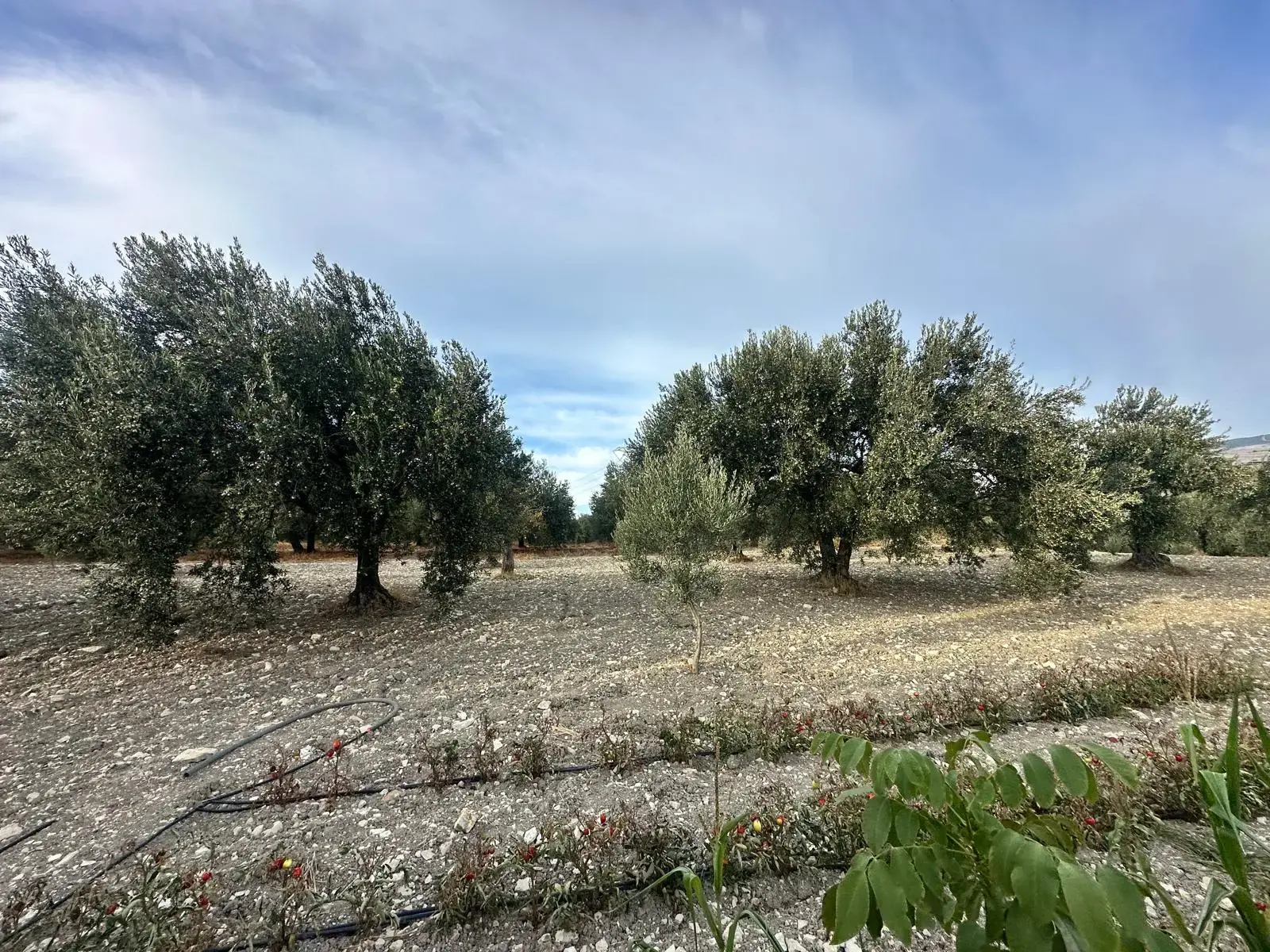 SOMA KÜÇÜKGÜNEY BAŞIAÇIK ÇEŞMESİ ÜST TARAFINDA SATILIK ZEYTİNLİK