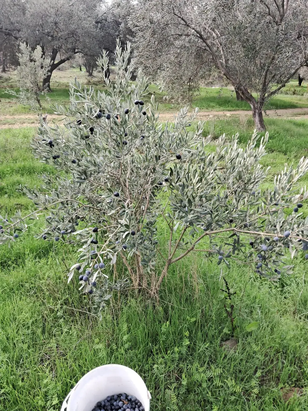 SOMA BAYAT MAHALLESİNDE SATILIK ZEYTİNLİK