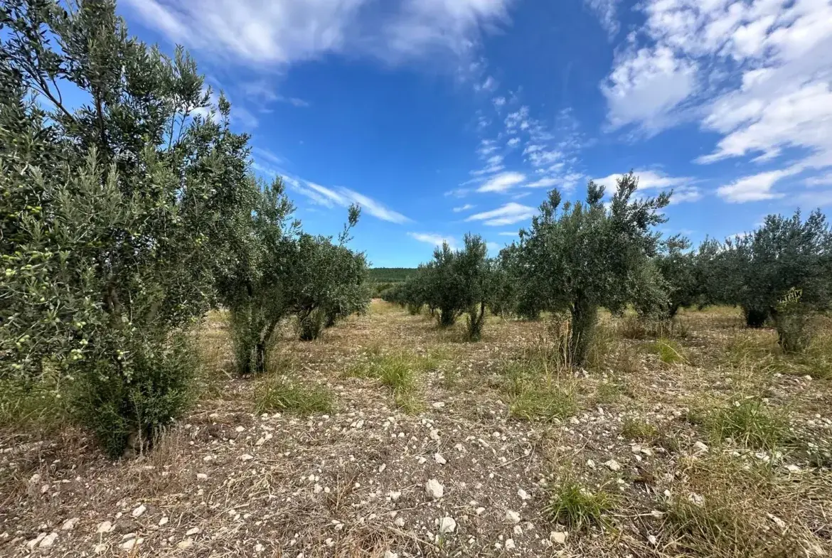 ÇAVDIR AKSU PİKNİK ALANI ÜST TARAFINDA SATILIK ZEYTİNLİK