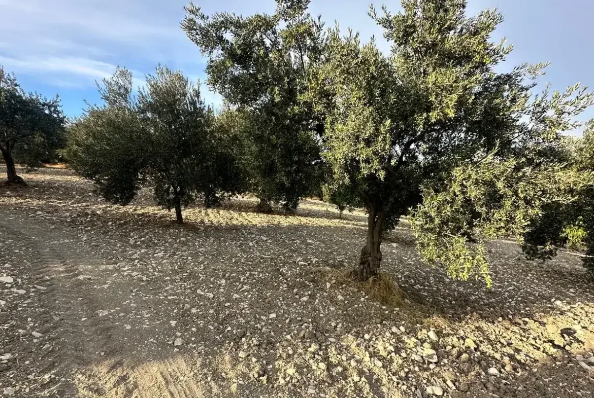 SOMA KÜÇÜKGÜNEY BAŞIAÇIK ÇEŞMESİ ÜST TARAFINDA SATILIK ZEYTİNLİK