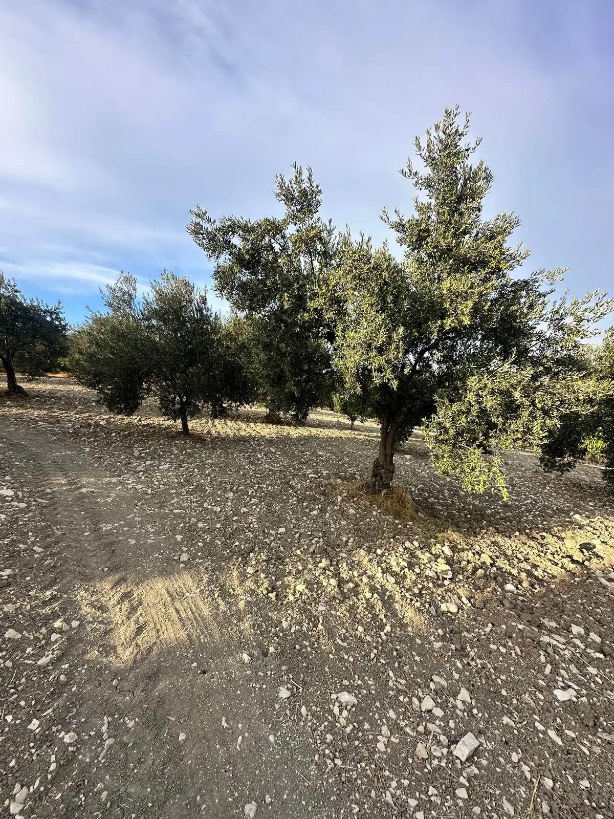 SOMA KÜÇÜKGÜNEY BAŞIAÇIK ÇEŞMESİ ÜST TARAFINDA SATILIK ZEYTİNLİK