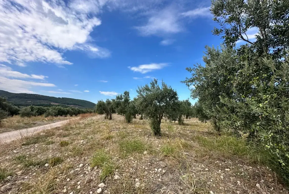 ÇAVDIR AKSU PİKNİK ALANI ÜST TARAFINDA SATILIK ZEYTİNLİK